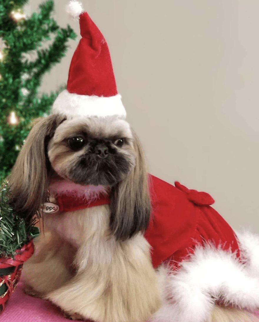 Zolitta DVD Zolitta Shih Tzu Grooming Tutorial DVD – 3 Professional Grooming Styles - Image 1
