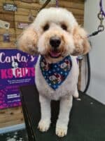 Xmas Tieback Bandanas - Image 5