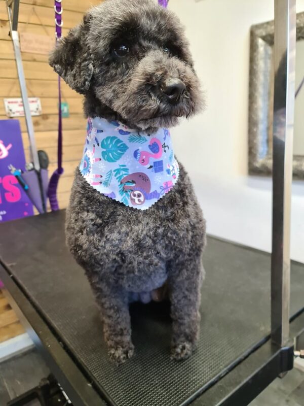 Xmas Tieback Bandanas - Image 6