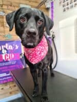 Xmas Tieback Bandanas - Image 14
