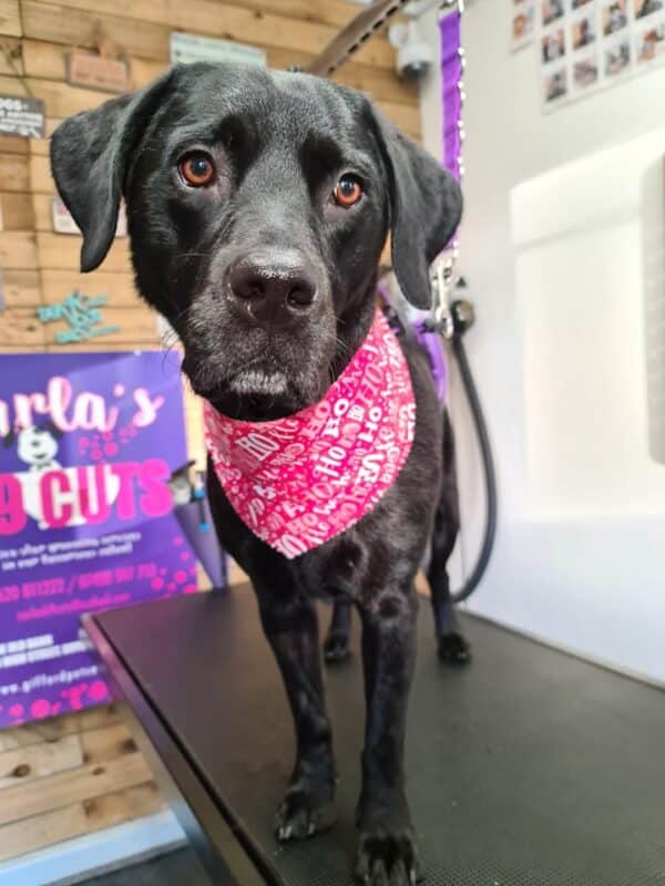 Xmas Tieback Bandanas - Image 14
