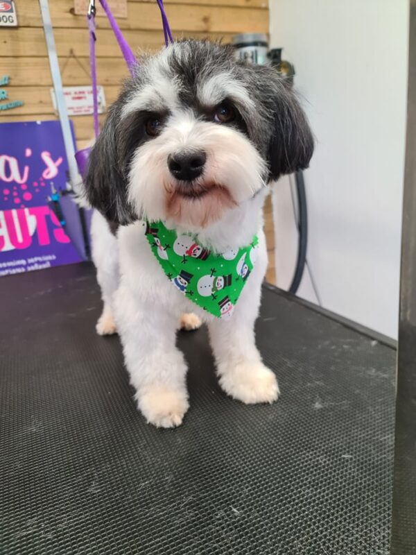 Xmas Tieback Bandanas - Image 7