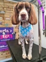Xmas Tieback Bandanas - Image 17