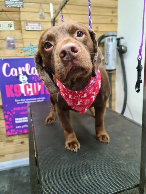Xmas Tieback Bandanas - Image 19