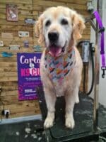 Xmas Tieback Bandanas - Image 21