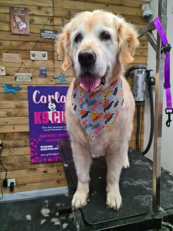Xmas Tieback Bandanas - Image 21