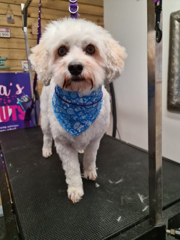 Xmas Tieback Bandanas - Image 29