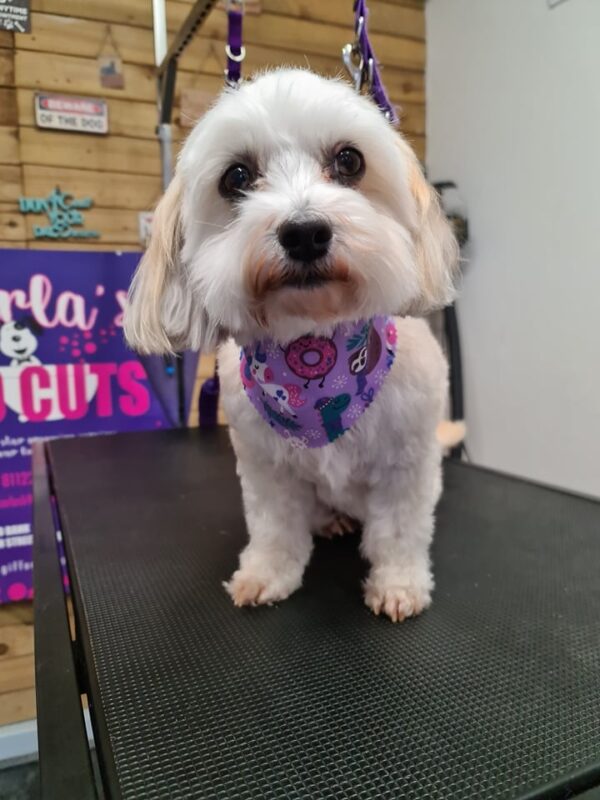 Xmas Tieback Bandanas - Image 31
