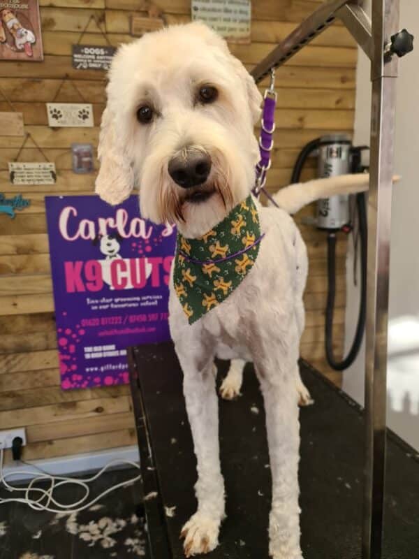 Xmas Tieback Bandanas - Image 23