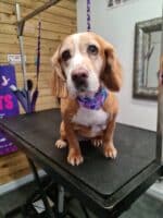 Xmas Tieback Bandanas - Image 18