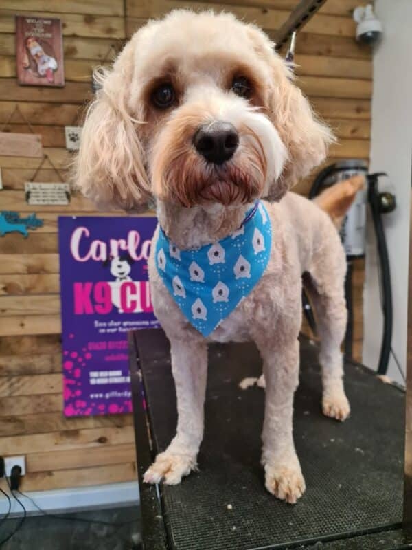 Xmas Tieback Bandanas - Image 16