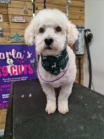 Xmas Tieback Bandanas - Image 28
