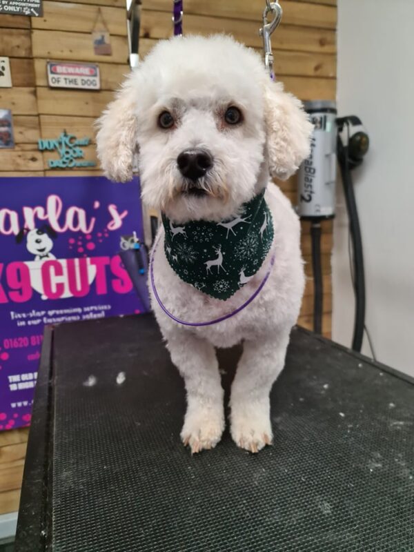 Xmas Tieback Bandanas - Image 28