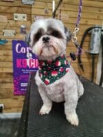Xmas Tieback Bandanas - Image 22