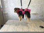 Hammock / Sling / Cradle - Image 3