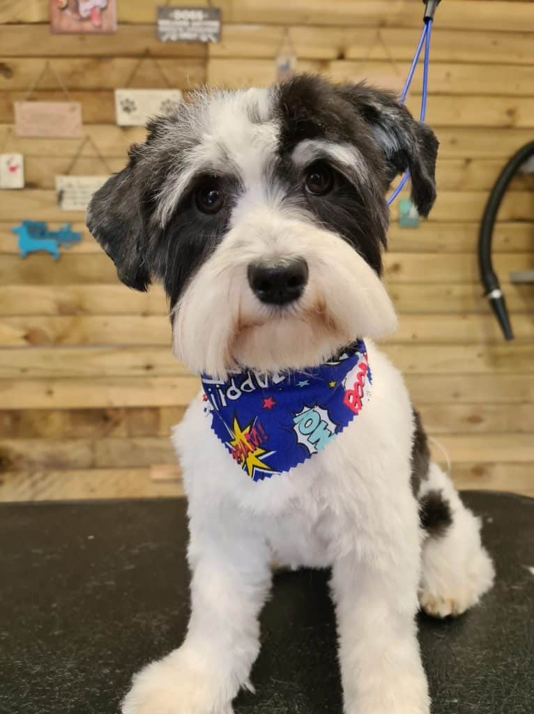 100 Tieback Bandanas groomers world