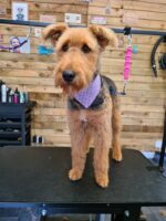 Tieback Bandana Subscription - Image 7