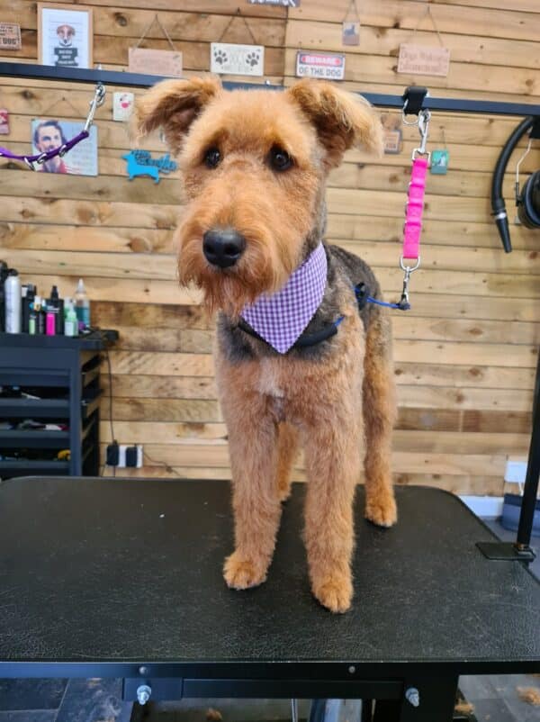 Tieback Bandana Subscription - Image 7