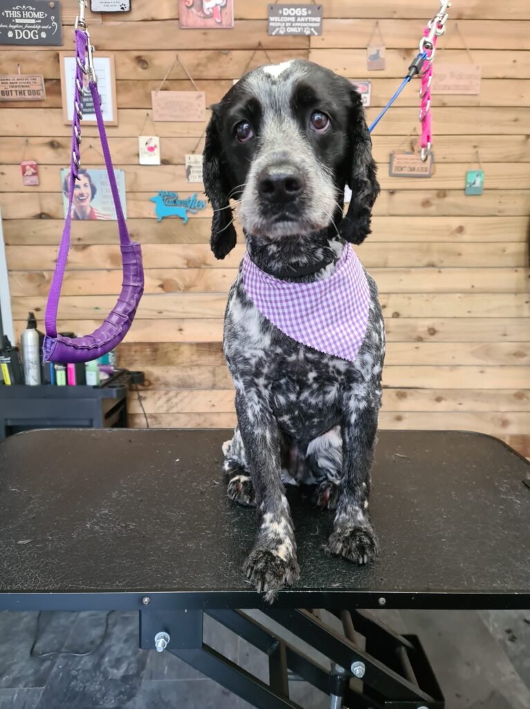 100 Tieback Bandanas groomers world