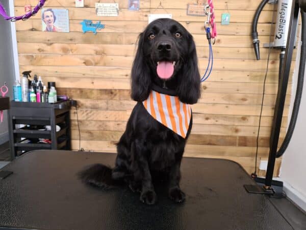 Tieback Bandana Subscription - Image 10