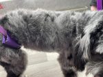 Coat Care & Detox Charcoal - Image 9