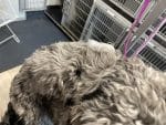 Coat Care & Detox Charcoal - Image 8