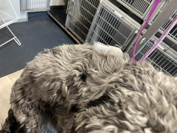 Coat Care & Detox Charcoal - Image 8
