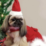 Zolitta Shih Tzu Grooming Tutorial DVD – 3 Professional Grooming Styles